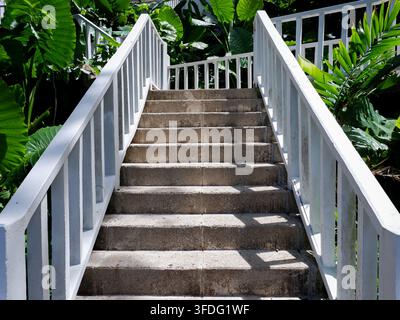 Beton-Außentreppen mit weißen Geländern, beleuchtet von hartem Nachmittagslicht, umgeben von üppigen grünen Tropenpflanzen. Stockfoto