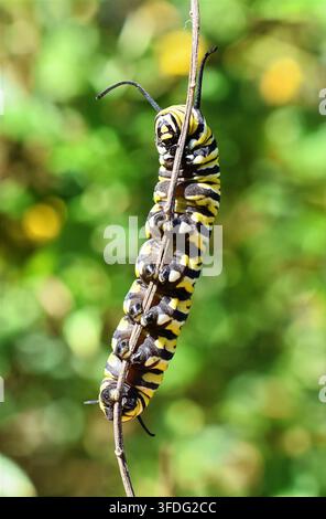 Monarchfalterraupe, die eine dünne Zweigvorderansicht erklimmt Stockfoto