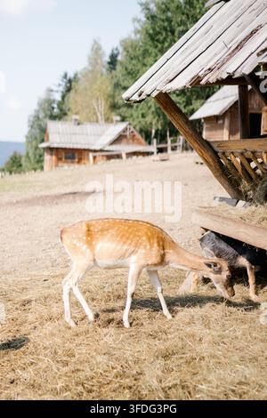 Zwei Hirsche fressen aus einem Holzfuttertrog auf dem Land Stockfoto