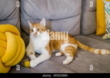 Niedlicher roter Tabby-Kater spielt auf einem grauen Sofa Stockfoto