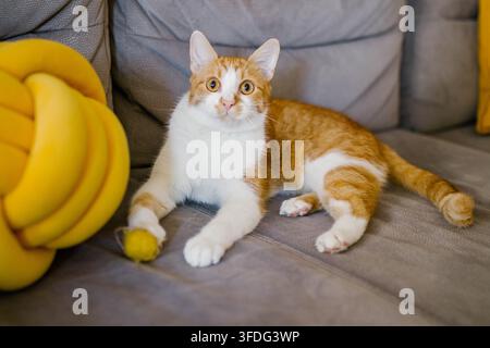Überraschter rotbrauner und weißer Kater auf grauem Sofa Stockfoto
