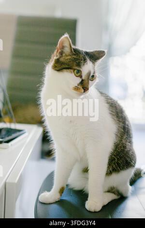 Bezaubernde Hauskatze sitzt aufrecht auf einem Stuhl Stockfoto