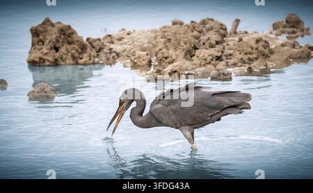 Dunkler Morphe des Pazifischen Reefreiher (Egretta sacra) auf der Jagd in flachem Küstewasser, taucht seinen offenen Schnabel in die Meeresoberfläche, um Beute in der Nähe von Felsen zu fangen Stockfoto