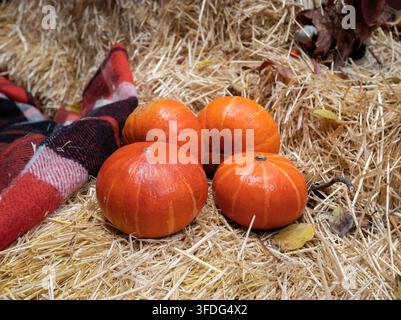 Vier leuchtend orange Hokkaido-Kürbisse ruhen auf trockenem Stroh neben einer roten karierten Decke als rustikale Halloween- und Herbstsaison-Dekoration Stockfoto