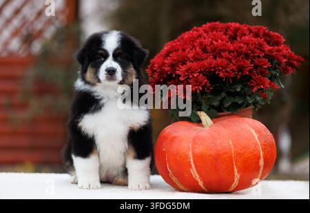 Trikolorer Australian Shepherd Welpe sitzt neben orangefarbenem Kürbis und Herbstblumenarrangement, Halloween-Dekoration, festliche saisonale Kulisse, Herbst h Stockfoto