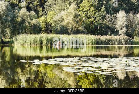 Ruhiger See, umgeben von grünen Bäumen und hohen Schilfen, mit Seerosen, die auf der Oberfläche schwimmen und die lebendigen Farben der Natur widerspiegeln Stockfoto