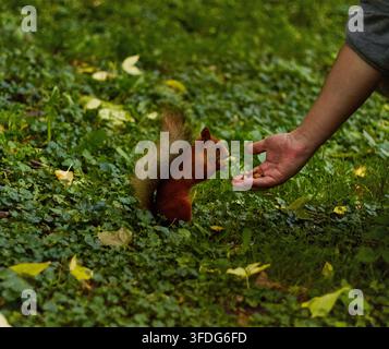 Rotwiesel steht auf den Hinterbeinen und streckt sich nach einer Hand aus, die Nahrung anbietet, in einem üppigen grünen Park voller Gras und verstreuter gelber Blätter Stockfoto