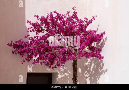 Eine Nahaufnahme eines schönen, lebendigen pinkfarbenen Bougainvillea-Baums vor einer pastellrosa Wand, der deutliche Schatten am alten Hafen von Doha in Katar wirft. Stockfoto