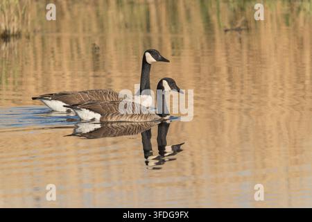Kanada-Gans, Branta canadensis, zwei adulte schwimmen in einem Süßwassersee, Strumpshaw, Norfolk, Vereinigtes Königreich, 8. April 2026 Stockfoto