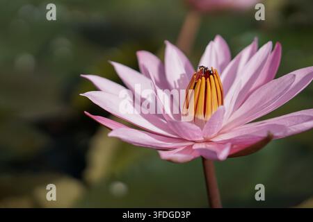 Makroaufnahme einer blühenden rosa Lotusblüte in einem Teich, mit Ameisen auf dem gelben Zentrum und selektiver Schärfentiefe Stockfoto