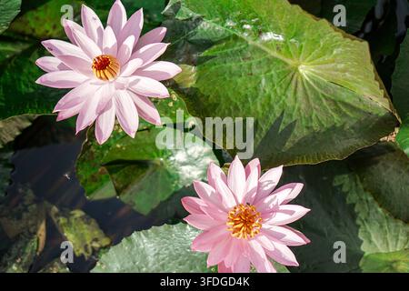 Hoheinständiger Blick auf zwei lebhaft rosa Lotusblüten, die auf einer Teichoberfläche schwimmen, umgeben von großen grünen Seerosenblättern bei hellem Tageslicht. Stockfoto