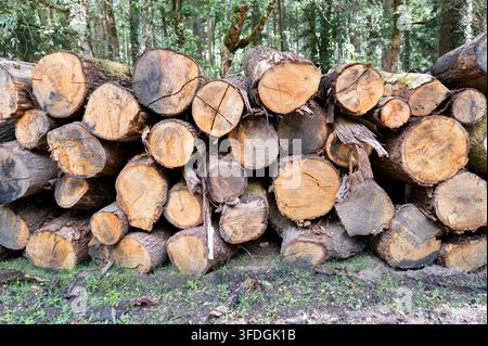 Forst England Keep of Logs Schild Stockfoto