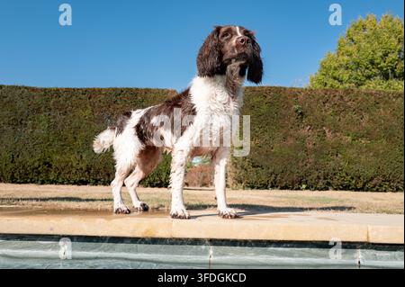 Springer Spaniel spielt draußen Stockfoto