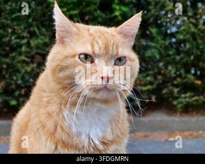 Mittlere Nahaufnahme von vorne einer erwachsenen orangefarbenen Hauskatze, die die Kamera mit ernstem Ausdruck direkt ansieht, wobei ihr markantes Gesicht hervorgehoben wird Stockfoto