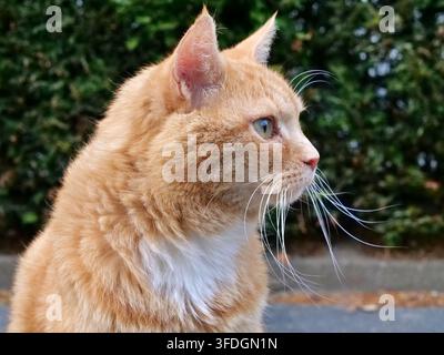 Seitenwinkel-Nahaufnahmeporträt einer hinreißenden roten Katze, die draußen sitzt, ihre aufmerksame Haltung, die sauberen weißen Brustmarkierungen, die zarte rosa Nase und Stockfoto