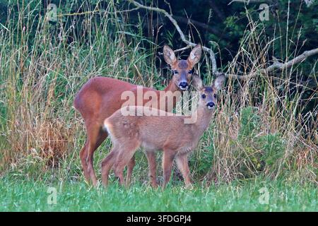 REHBOCK-Hindin und Rehkitz, UK. Stockfoto