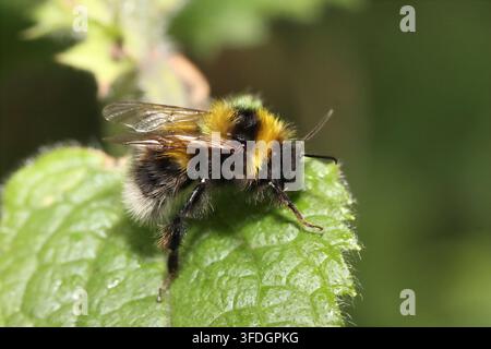 GARTENBOMBUS (Bombus hortorum) auf einem Brennnesselblatt, UK. Stockfoto
