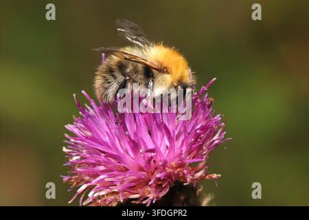 GÄUHNGEWÖHNLICHE KARDENHUMMER BIEN auf einer Distel, UK. Stockfoto
