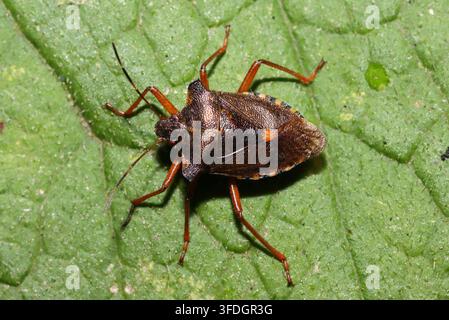 WALD-KÄFER auf Butterblume, UK. Stockfoto