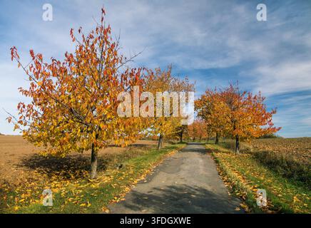 Allee aus Kirschbäumen, herbstlich gefärbte Ansicht der Straße und der Allee aus Kirschbäumen, lateinisch Prunus Avium Stockfoto