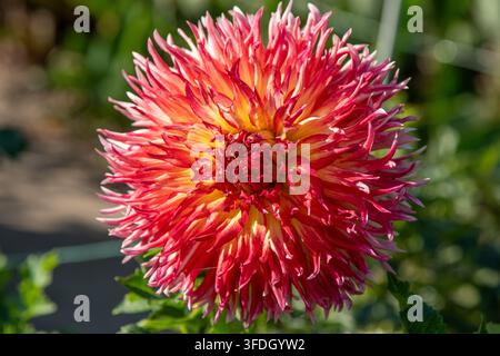 Lebendige rote und gelbe Kaktus-Dahlia-Blume blüht mit spitzen Blütenblättern im hellen Garten. Stockfoto