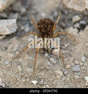 Eine Mutterwolfspinne, die Babys auf dem Rücken trägt. Sunol Regional Preserve, Kalifornien. Stockfoto
