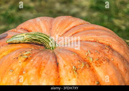 Hochwinklige Nahaufnahme eines großen orangefarbenen Kürbisses mit gebogenem grünem Stiel, ideal für Thanksgiving-Hintergründe und herbstliche Marktthemen. Stockfoto