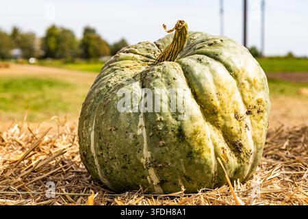 Bodenebene Aufnahme eines großen gerippten grünen Kürbisses auf einem Strohballen auf einem Bauernhof mit offenen ländlichen Feldern im warmen sonnigen Hintergrund unscharf im Hintergrund. Stockfoto