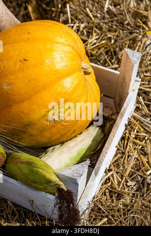 Hochwinkel-Vertikal-Nahaufnahme einer großen gelben Erbsenzucht-Kürbisse und Maiskolben, die in einer weißen Holzkiste über rustikalen Strohballen ruhen. Stockfoto