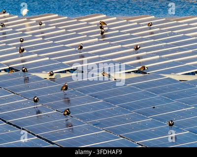 Ansicht einer großen schwimmenden Solarpanel-Anlage, die über einem Aquakultur-Fischteich installiert ist, mit einer Schar Siksak-Vögel, die sich auf den Panelen wärmen Stockfoto