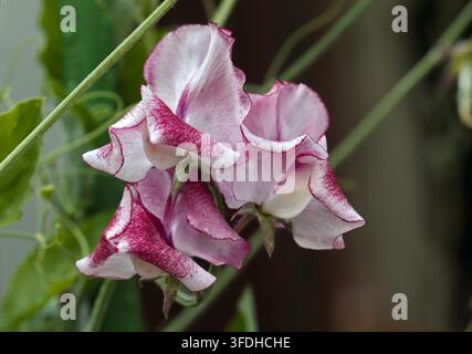 Sweet Pea Stockfoto