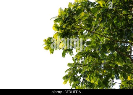 Grüner Baumkronenspitze mit Blättern isoliert auf weißem Hintergrund Natur botanisches Konzept. Tropischer Baumkronenzweig isoliert auf weißem Hintergrund für Design Stockfoto