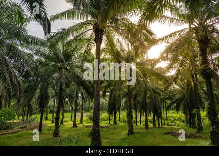 Ölpalmplantage mit hohen Bäumen und Sonnenlicht, das durch die Blätter scheint, zeigt eine tropische Agrarlandschaft. Stockfoto