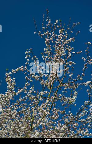 Apfelblüte mit blauem Himmel. Stockfoto