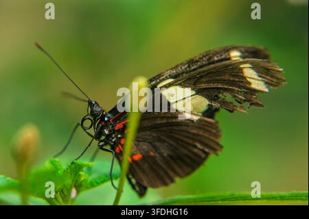 Schwarz-gelber Heliconius-Schmetterling, der auf einem grünen Pflanzenstiel sitzt. Stockfoto