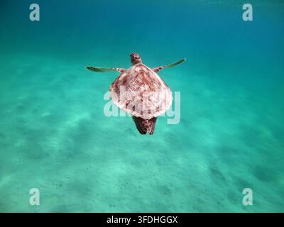 Grüne Meeresschildkröte (Chelonia mydas), Meeresreptil, das im flachen Wasser von Marsa Alam, Rotes Meer, Ägypten über sandigem Grund schwimmt. Wilde Tiere, wi Stockfoto