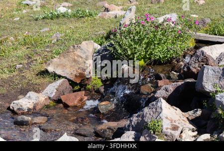 Rosa Wildblumen blühen neben einem felsigen Gebirgsbach entlang des Skyline Trail im Mount Rainier Nationalpark, Washington, USA Stockfoto