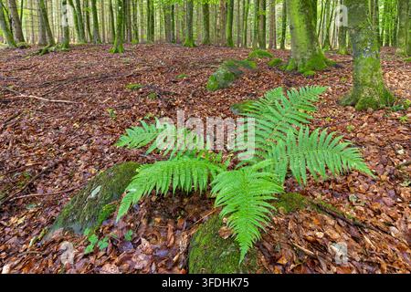Männlicher Farn (Dryopteris filix-mas) in einem Buchenwald im Sommer Stockfoto