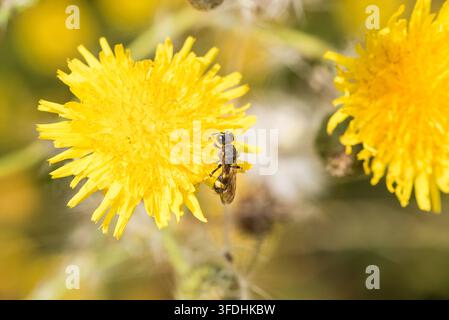 Sammelnde Ornamentegeschwanzte Grabwespe (Cerceris rybyensis) in Rye Meads, Herts Stockfoto