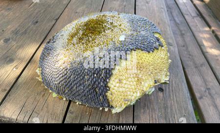 Großer Sonnenblumenkopf mit reifen Samen auf einem Holztisch Stockfoto