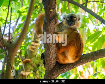 Weiblicher Schwarzer Lemur, der vom Baumstamm im tropischen Regenwald der Insel Nosy Komba, Madagaskar, blickt Stockfoto