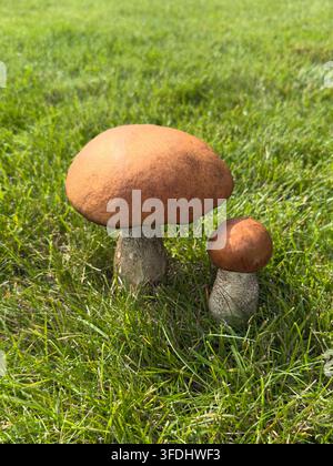 Wald-Essenspilz (lat. Leccinum scabrum, allgemein bekannt als Birkenpilz, rau-stieliger Pilz oder Scaber-Stiel) wachsen in frischem Grün Stockfoto