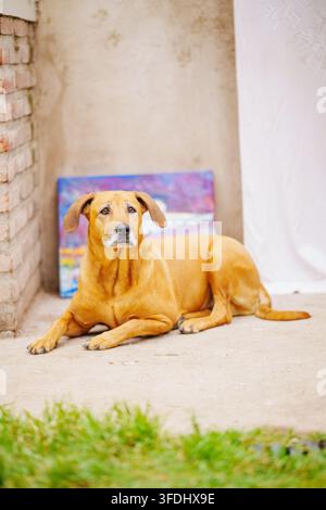 Warmer Rhodesian Ridgeback-Hund ruht ruhig auf einer Betonterrasse. Weiches Licht hebt das Fell und die sanften Augen hervor. Im Hintergrund sind eine Ziegelwand und farbenfrohe Ar Stockfoto