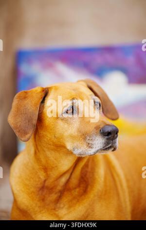 Warm getönter Rhodesian Ridgeback-Hund blickt nachdenklich zur Seite. Weiches Fell und sanfte Augen vermitteln eine ruhige Präsenz. Künstlerischer Hintergrund verleiht der Szene Tiefe Stockfoto