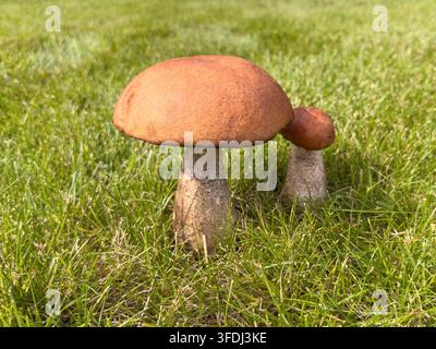 Wald-Essenspilz (lat. Leccinum scabrum, allgemein bekannt als Birkenpilz, rau-stieliger Pilz oder Scaber-Stiel) wachsen in frischem Grün Stockfoto