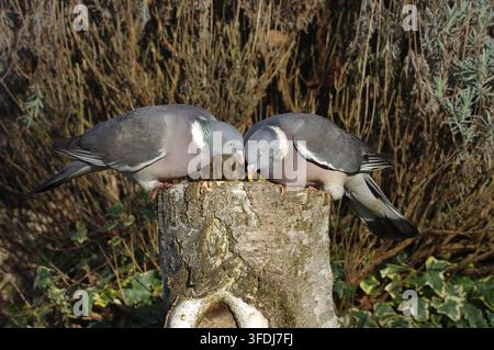 Zwei gewöhnliche Ringeltauben (Columba palumbus) sitzen auf einem Baumstumpf und fressen gemeinsam in einem sonnigen Garten, selektive Fokussierung Nahaufnahme Stockfoto