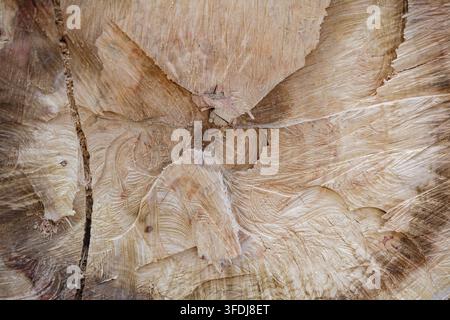 Makroaufnahme eines frisch geschnittenen rohen Baumstumpfquerschnitts mit tiefen Kettensägemarken, scharfen Holzsplittern und natürlichen Holzmaserungen, die ein Stockfoto
