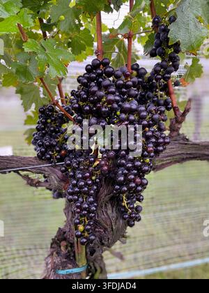 Büschel reifer dunkler violetter Weintrauben hängen schwer an einem knorrigen alten Weinstock, noch glänzend vor Feuchtigkeit, umgeben von grünen Blättern in einem gespannten Weinberg Stockfoto
