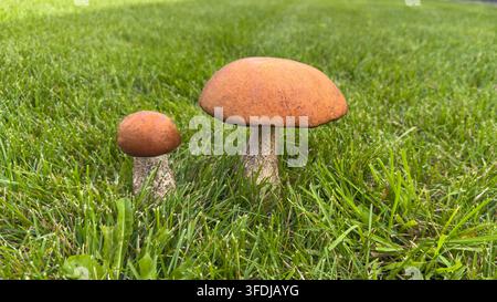 Wald-Essenspilz (lat. Leccinum scabrum, allgemein bekannt als Birkenpilz, rau-stieliger Pilz oder Scaber-Stiel) wachsen in frischem Grün Stockfoto