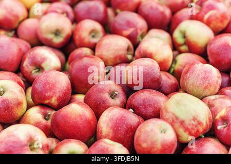 Frische Bio-Äpfel aus dem Garten geerntet, Nahaufnahme für Hintergrund Stockfoto